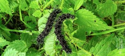 1630314719415 (1).jpg