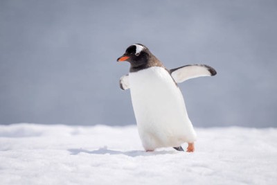 istockphoto-2177048070-612x612.jpg